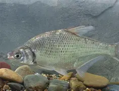 match效sfashion人如曽